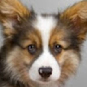 Meet your Posher, Dog